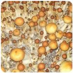 Псилоцибиновые (галлюциногенные)  грибы Psilocybin "Golden Teacher" в Рубцовске