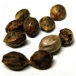 Семена марихуаны АК-47  (Seeds AK-47) в Рубцовске